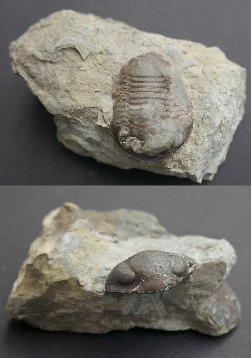 Nileus sp.