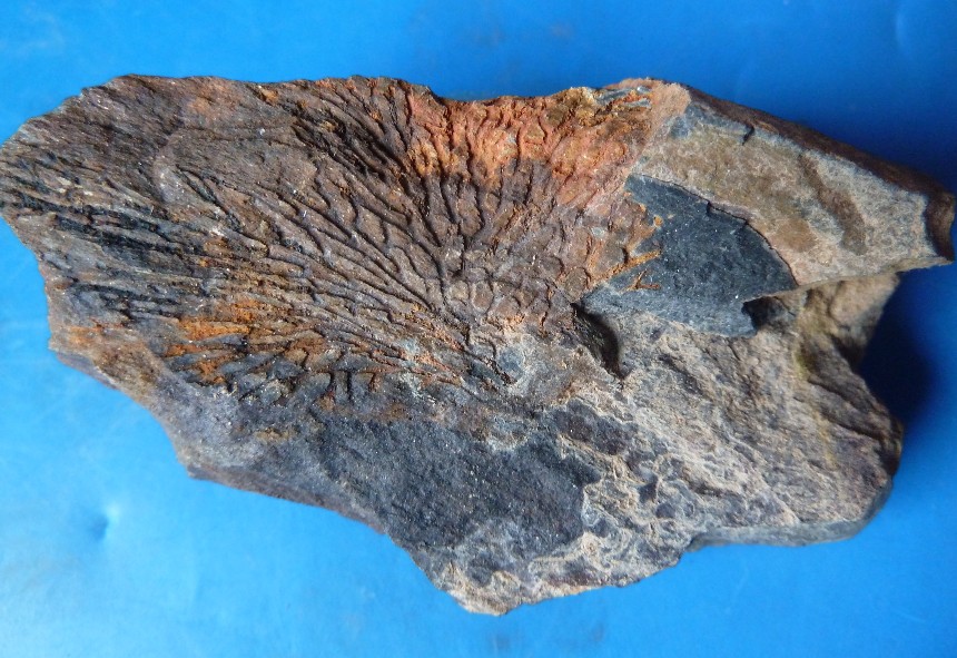 Bryozoa