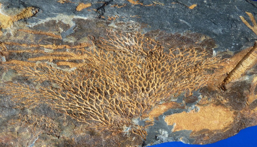 Bryozoa Chasmatopora