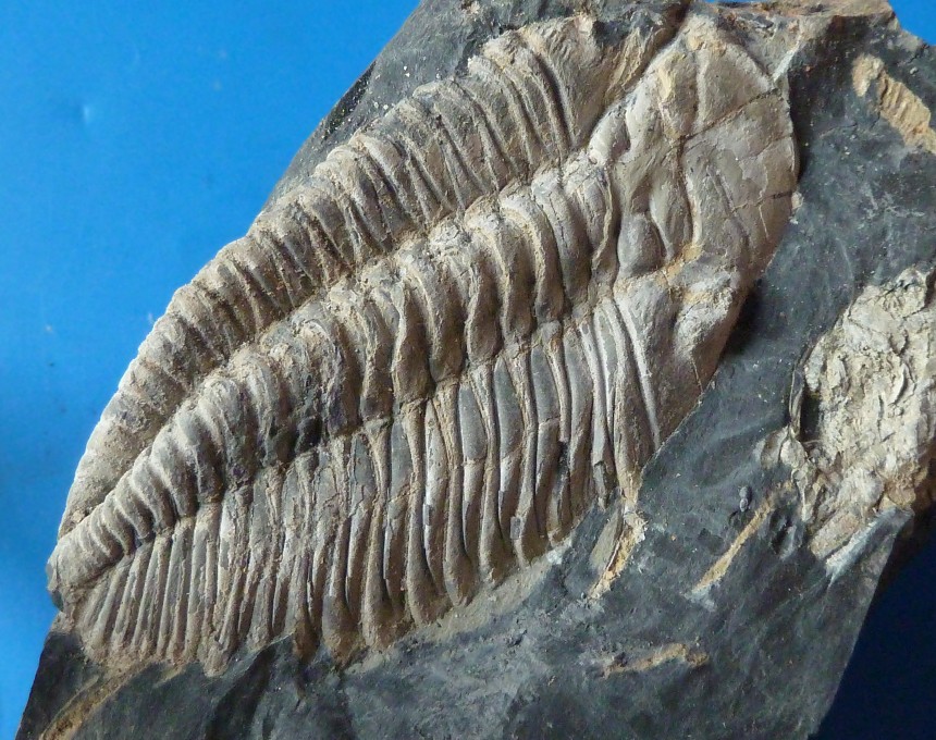 Dalmanitina rabanoae