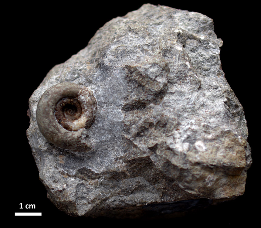 Trocholites sp.