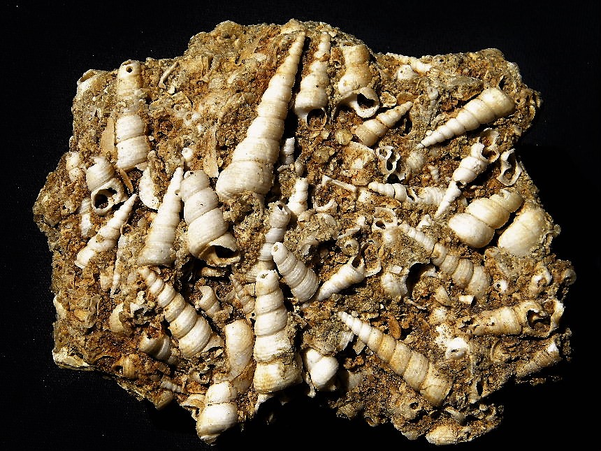 Erminger Turritellenplatte, Turritella cf. eryna communiformis