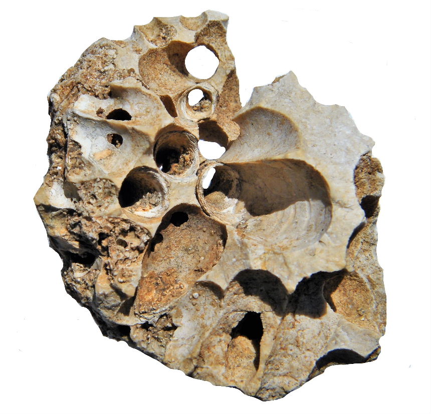 Gastrochaenolites ichnosp.