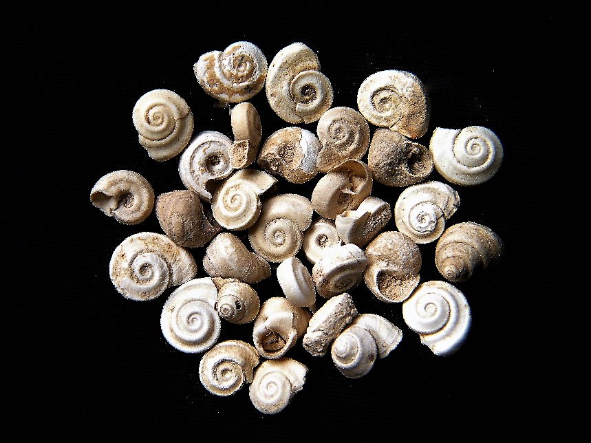 Gyraulus