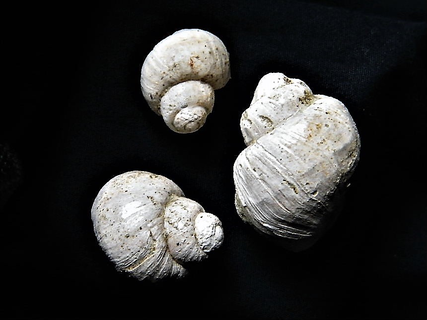 Viviparus suevicus