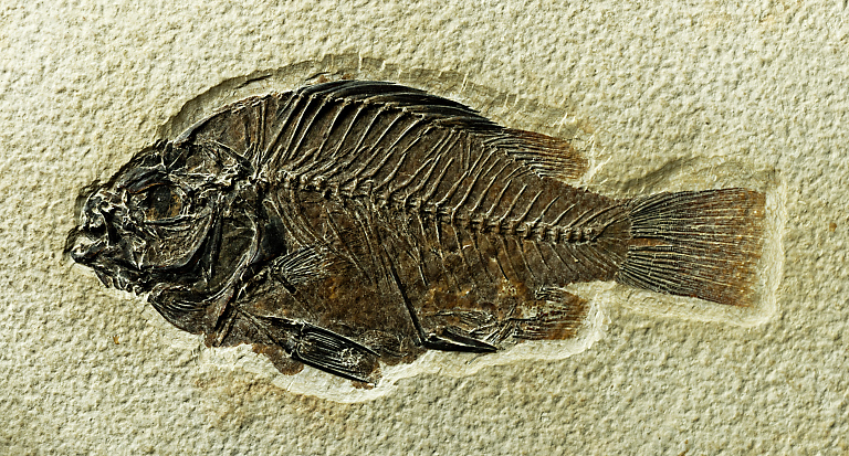 Priscacara serrata (COPE, 1877