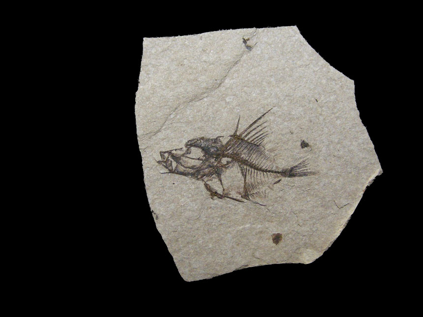 Capros rhenanus (Weiler, 1920)
