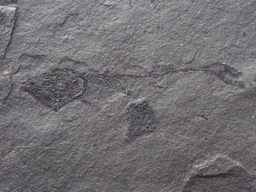 Vinciguerria distincta Daniltshenko, 1962