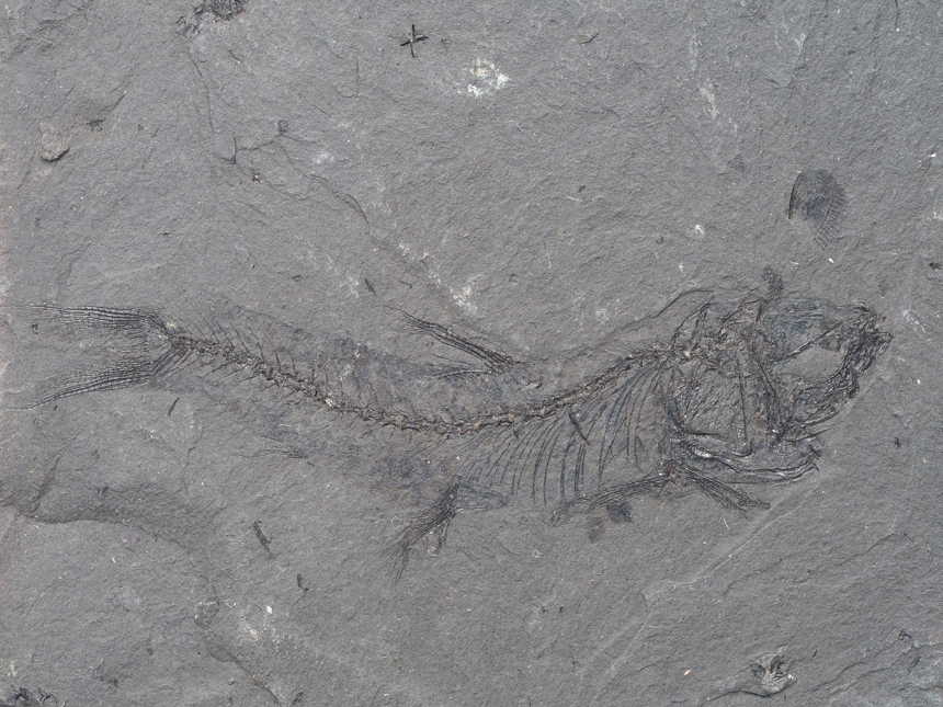 Xenomesopelagia carpathica (Jerzmanska, 1960)