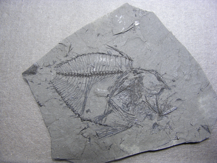 Zenopsis clarus Daniltshenko, 1960