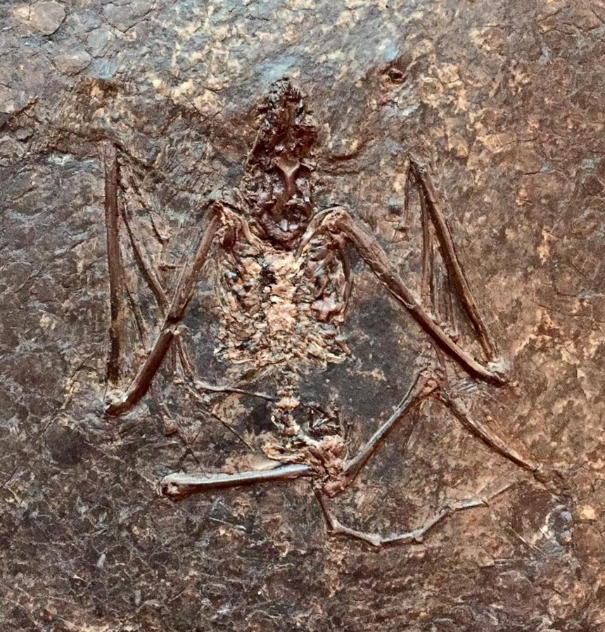 Archaeonycteris trigonodon Revilliod 1917