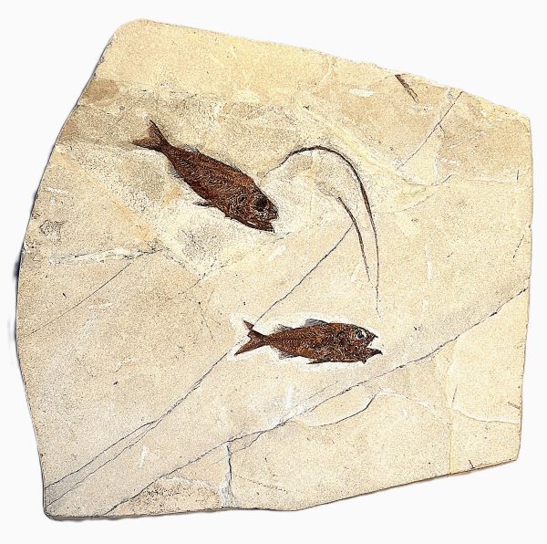 Berybolcensis leptacanthus