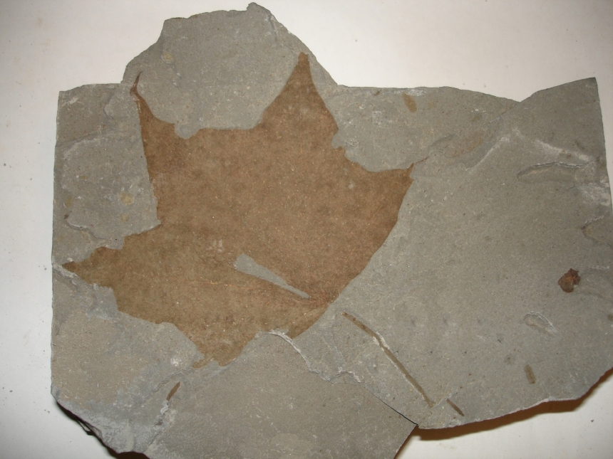 Acer cf. cappadocicum Gleditsch, 1785
