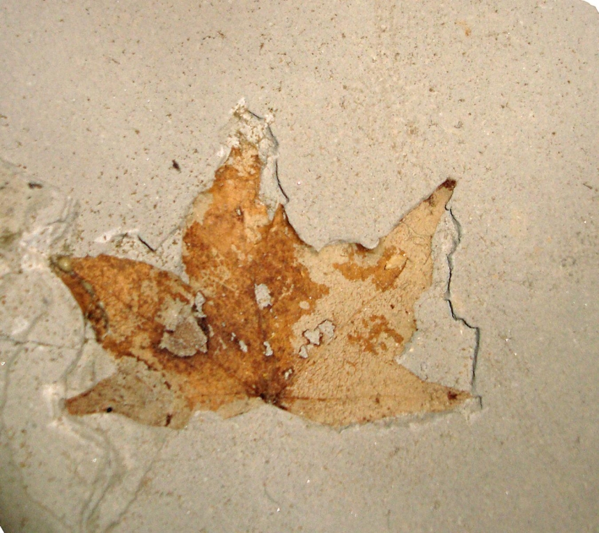 Acer cf. cappadocicum Gleditsch, 1785