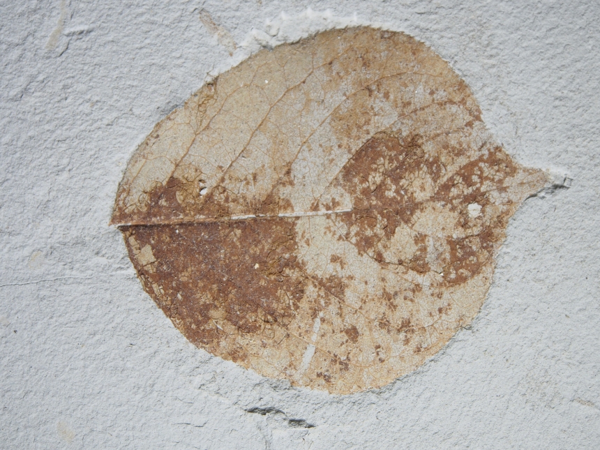 Actinidia (?) pliocenica Knobloch, 1998