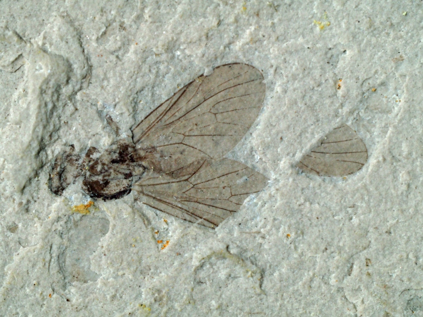 Chrysopilus sp.