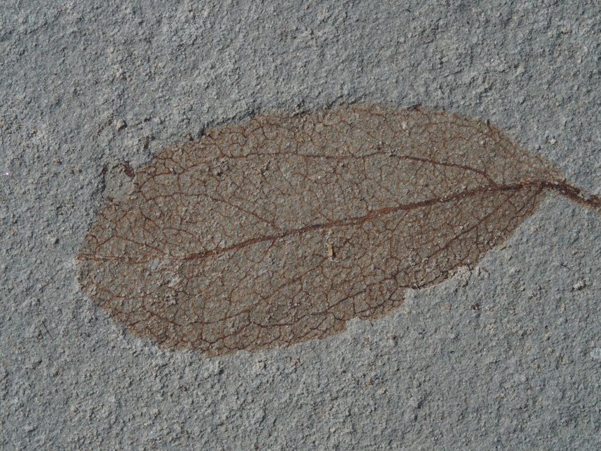 Dicotylophyllum sp.