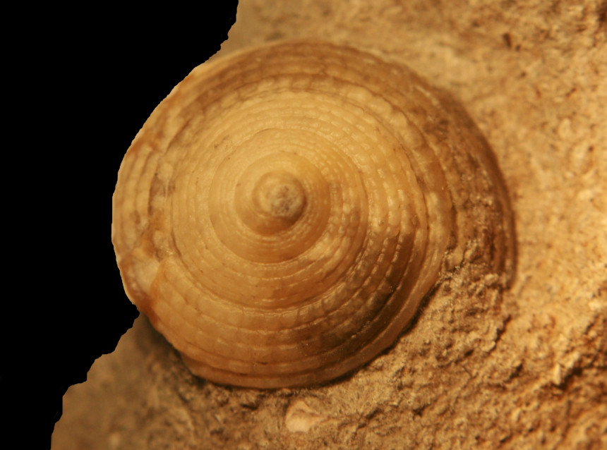 Architectonica cf. carocollata (Lamarck 1822)