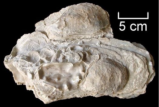 Crassostrea gryphoides (SCHLOTHEIM)