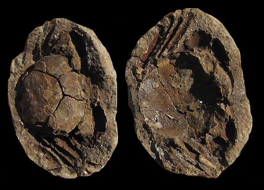 Chaceon cf. miocenicus