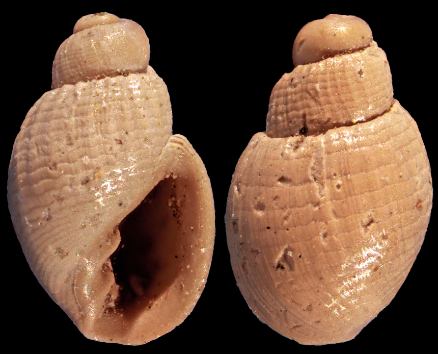 Ringicula costata (Eichwald, 1830)