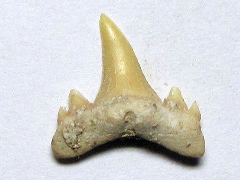 Striatolamna macrota