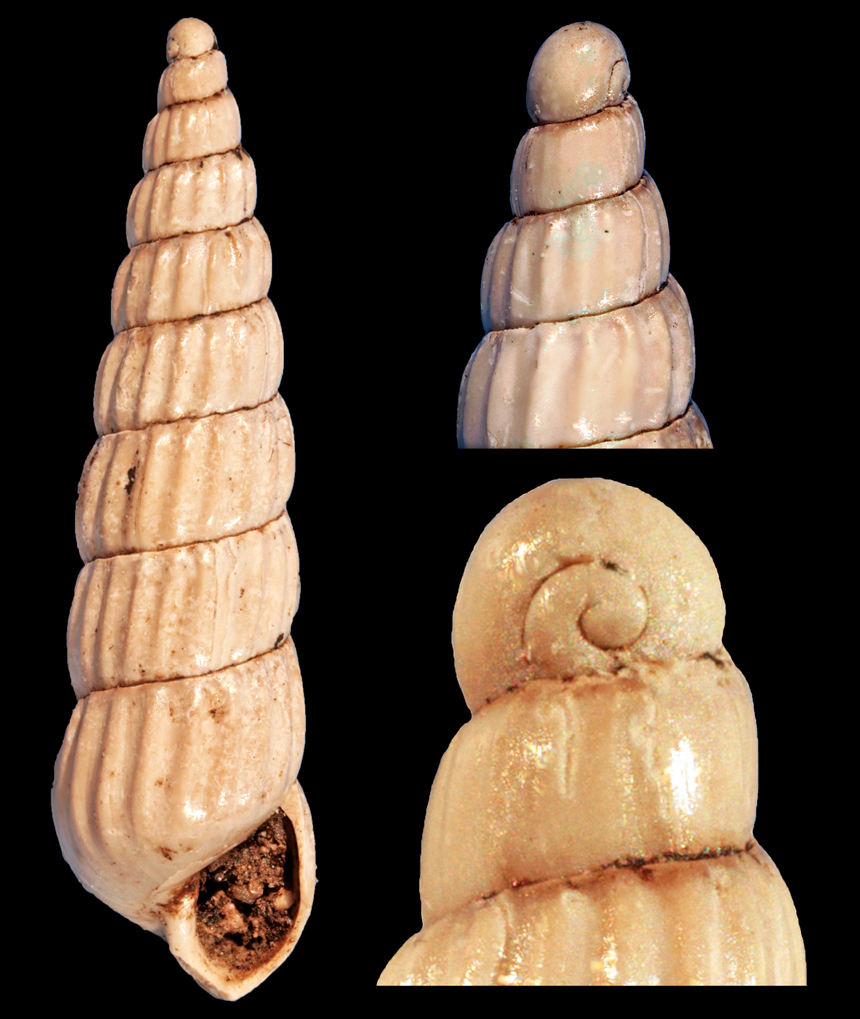 Turbonilla teutonoplicatula Sacco, 1892