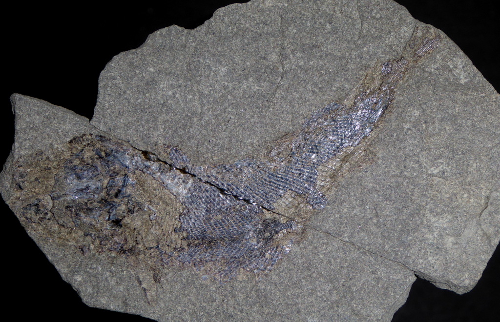Palaeoniscum freieslebeni
