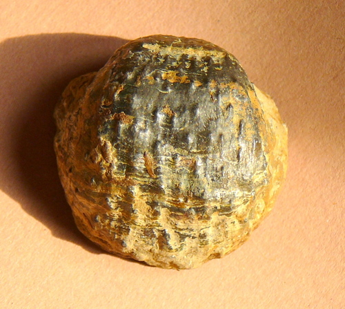 Productus geinitzianus de Koninck