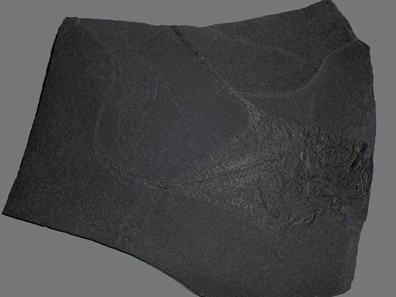 Dorypterus hoffmanni