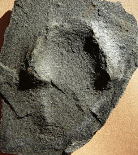 Peripetoceras freieslebeni