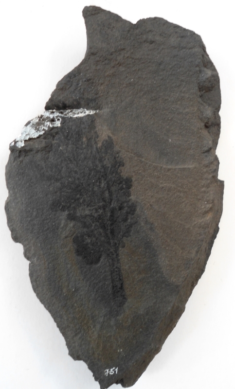 Spenopteris dichotoma