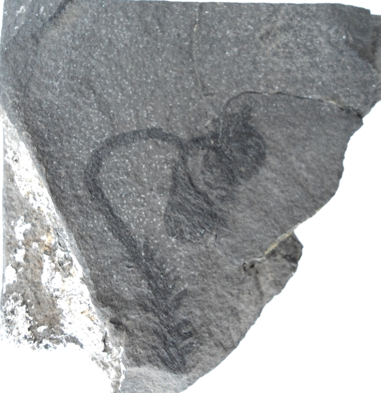 Ullmannia frumentaria