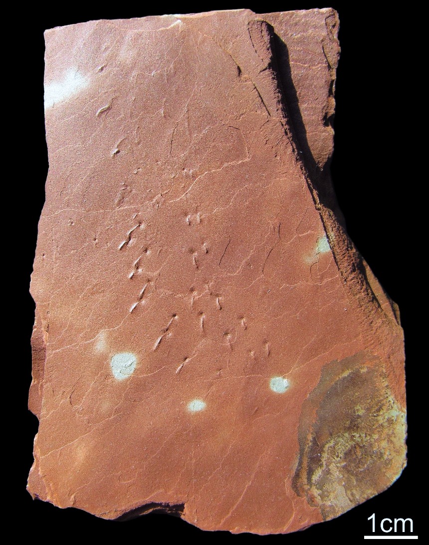Arthropodenspur Isopodichnia sp.
