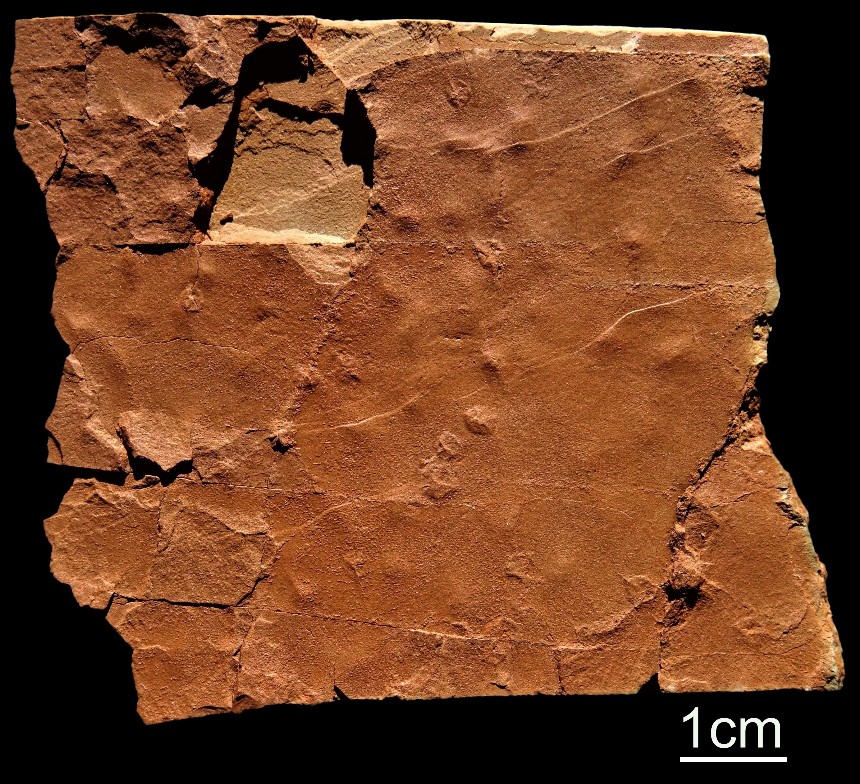 Medusina limnica (Müller 1978)