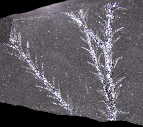 Pseudovoltzia liebeana (Florin)