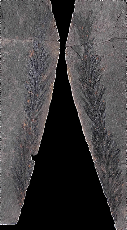 Pseudovoltzia liebeana