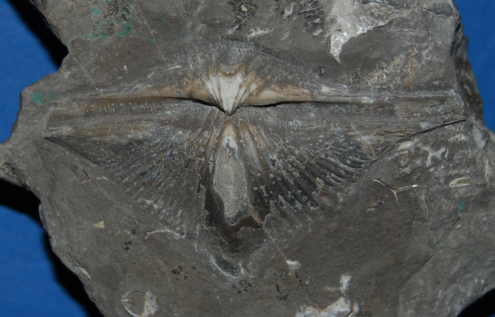 Pterospirifer alatus Schlotheim