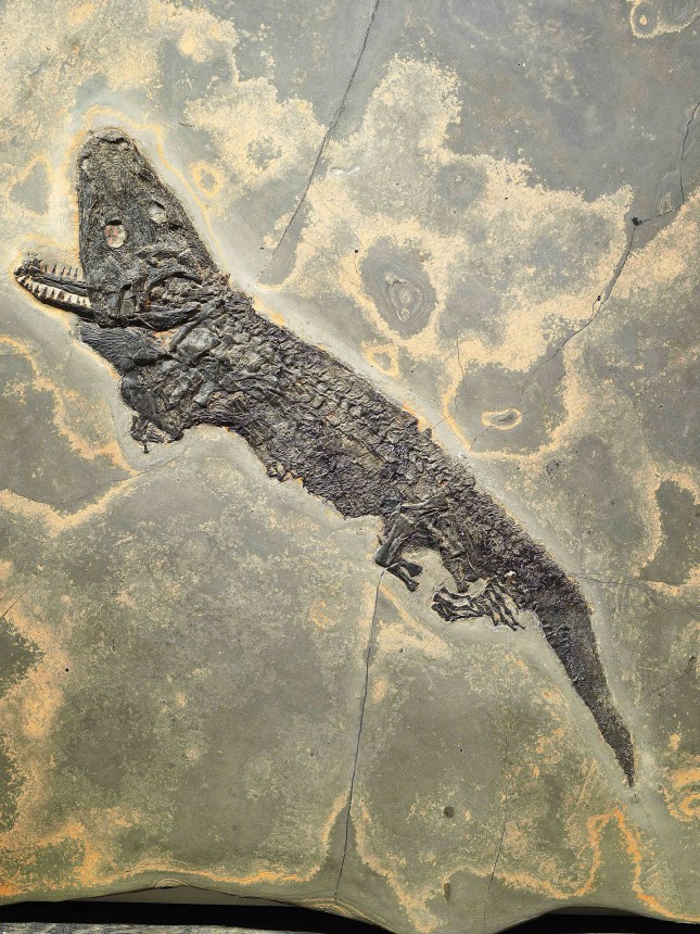 Sclerocephalus haeuseri