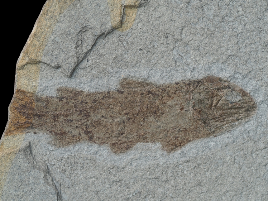 Coelacanthus granulatus Agassiz, 1839