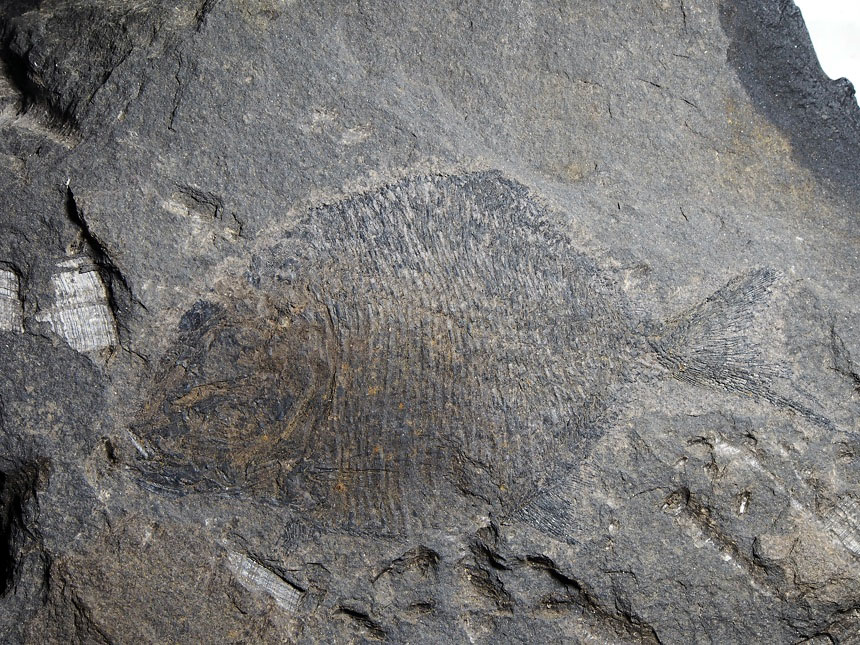 Platysomus gibbosus (Blainville, 1818)