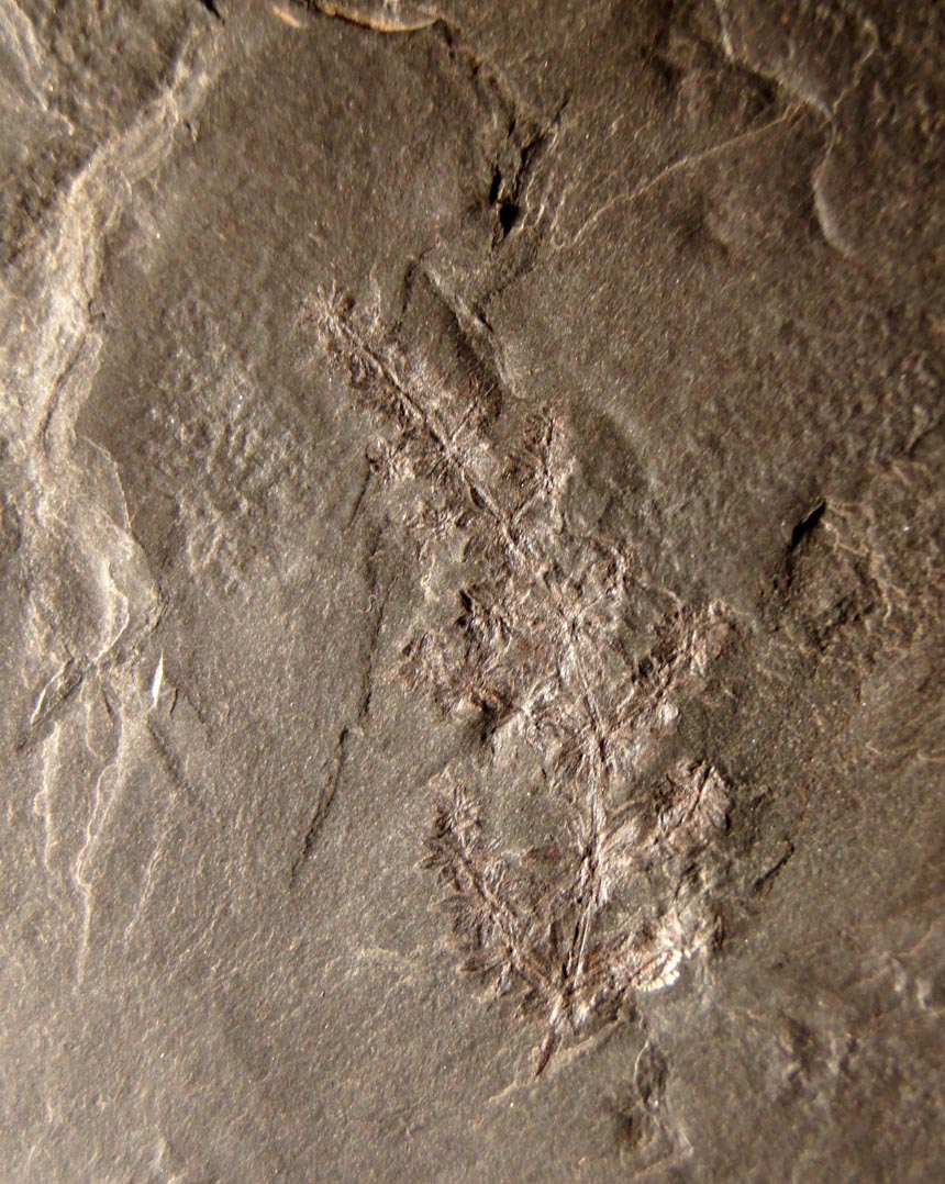 Annulari spicata Gutbier 1849
