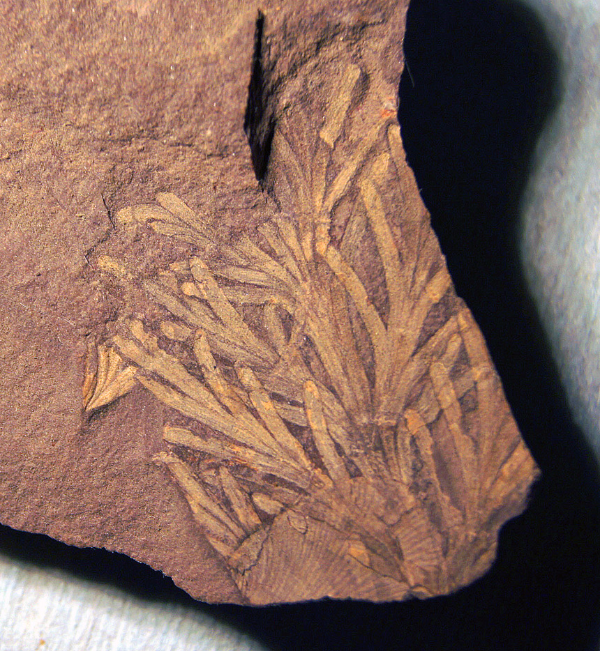Dichophyllum flabrifera