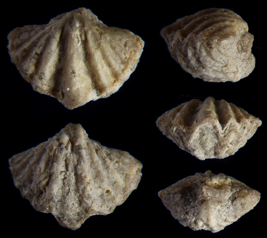 Brachiopode Spiriferellina cristata (SCHLOTHEIM 1820)