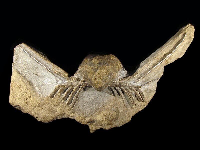 Horridonia horrida (Sowerby 1822) var. auritulus (Eisel 1908)