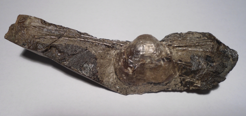 Horridonia horrida var. initialis EISEL