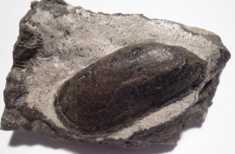 Janeia biarmica de Verneuil, 1845)