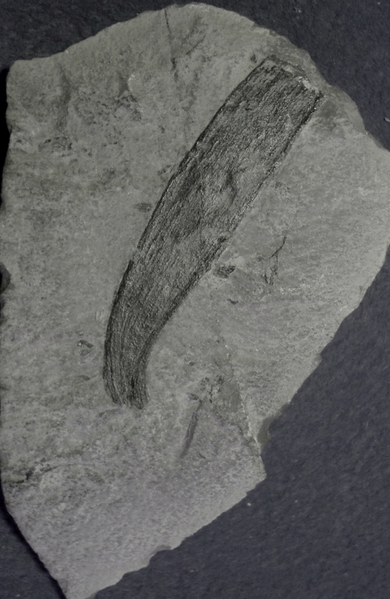 Plagiozamites c. belli