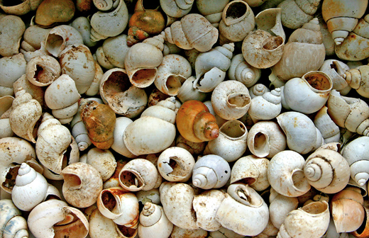 Bithynia tentaculata