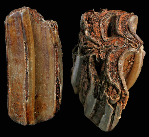 Equus ferus
